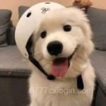 فیصل قادر شاہ